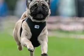 厦门：犬只乘电梯不戴嘴套将罚款，户外活动要佩束犬链图片