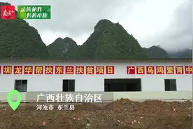 视频 | 广西东兰珍宝三乌鸡，直通深圳百姓“菜篮子”图片