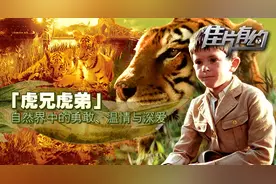 《虎兄虎弟》影评：与猛虎对视 感受自然中的亲情与深爱图片
