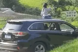 女孩坐车顶游览北京野生动物园？网友炸了：给老虎送餐吗…园方回应图片