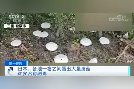 一夜之间，这里长出大量毒蘑菇！食用可致人死亡→图片