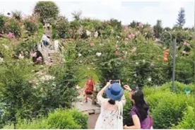 花重紫薇城图片
