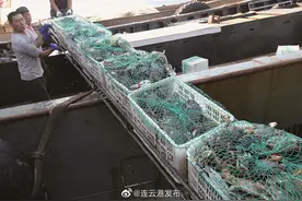 连云港海产品上市图片