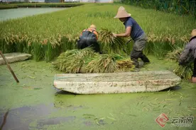 「云视角」“特色”成为“亮色”云南世界一流“绿色食品牌”的崛起之路图片