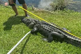 美国佛罗里达州短吻鳄袭击事件频发 重伤者缝62针图片