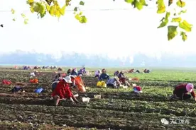 汪场镇：一株半夏种出亿元产值图片