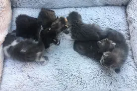 美利坚观疫记｜猫部落简史图片