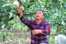 丰收季迎丰收 日子更比果子甜图片