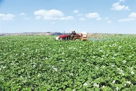 定西 小土豆做成大产业图片