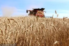 丰收礼赞｜金秋丰收时图片