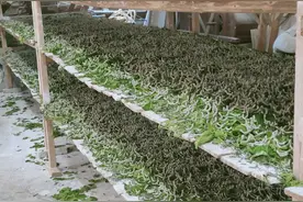 守护蚕宝宝“结婚生子”，淳安浪川乡有专家专门做这事图片