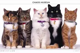 新知问答 | 猫的瞳孔为什么竖着？图片