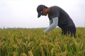 农民丰收节：“我在上海种大米”视频封面