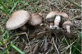 菇小毒大，食之要命图片