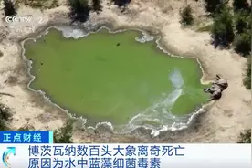 水里有“毒”！330多头大象，接连离奇死亡...图片