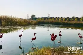 峰峰矿区：修复治理滏阳河全域生态图片