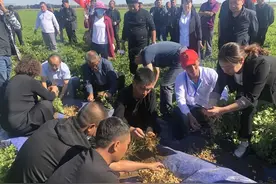 小粒花生大产业，引领农民迎小康——锦州义县第一届花生节启动图片
