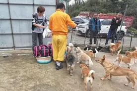救助基地，给了流浪猫狗一个“家”图片