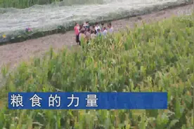 天道酬勤的大地赞歌——写在第三个中国农民丰收节之际图片