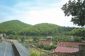 安徽庐江：小竹子 大产业图片