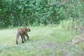 山猫频现踪波士顿郊区！　专家：未来在住宅区和后院可能见到它们图片