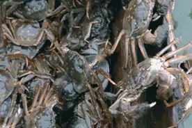 口水直流！吃大闸蟹的时节，来了图片