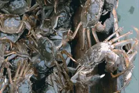 口水直流！吃大闸蟹的时节，来了图片