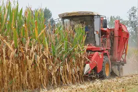 菏泽单县：秋收秋种全面结束图片