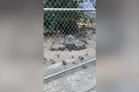 老鼠泛滥成灾！网友在纽约街头拍到几十只老鼠聚集吃鸟食图片