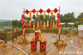 麻城菊农斗鱼直播间里话丰收：年产干花30吨，产值超过500万元图片