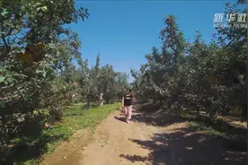我在南疆丨特产店主的苹果园视频封面