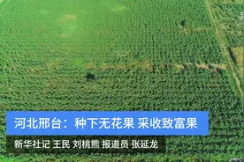 河北邢台：种下无花果 采收致富果视频封面
