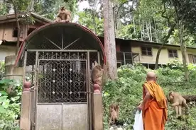 饥饿猴群洗劫泰国南部一社区 当地人称生活在恐惧之中图片