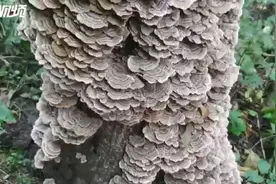 千山一棵枯树干上长了千朵“蘑菇”图片