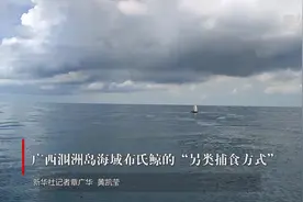 中国科研人员持续开展布氏鲸科考图片