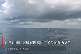 中国科研人员持续开展布氏鲸科考图片