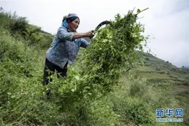 大凉山深处再次响起的口弦「图」图片