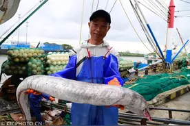 江苏太仓：首批海鲜进渔港 丰富节日“菜篮子”图片