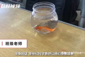 太逗了！小朋友带一斤重大鲫鱼上科学课，乐翻一众网友……图片