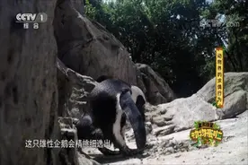 动物们花式秀恩爱，高超技能您解锁了几招？图片