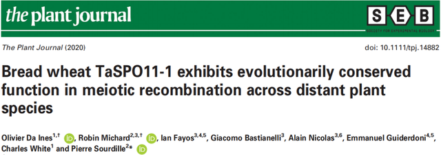 鑸舵潵璧忔瀽锝滀袱绡嘝J鏂囩珷瑙ｆ瀽TaSPO11-1鍜孴aSPO11-2鐨勮繘鍖栧強瀵瑰皬楹﹀噺鏁板垎瑁傞噸缁勭殑褰卞搷