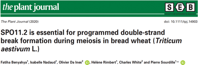 鑸舵潵璧忔瀽锝滀袱绡嘝J鏂囩珷瑙ｆ瀽TaSPO11-1鍜孴aSPO11-2鐨勮繘鍖栧強瀵瑰皬楹﹀噺鏁板垎瑁傞噸缁勭殑褰卞搷