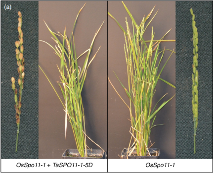 鑸舵潵璧忔瀽锝滀袱绡嘝J鏂囩珷瑙ｆ瀽TaSPO11-1鍜孴aSPO11-2鐨勮繘鍖栧強瀵瑰皬楹﹀噺鏁板垎瑁傞噸缁勭殑褰卞搷