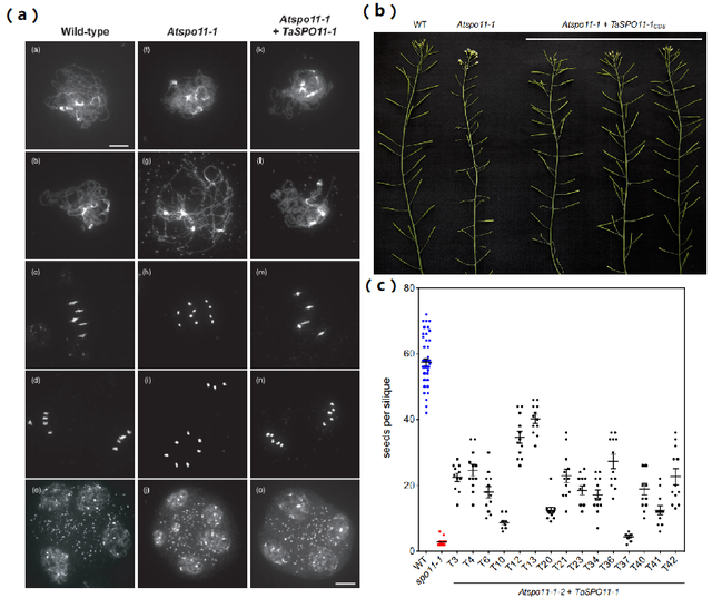 鑸舵潵璧忔瀽锝滀袱绡嘝J鏂囩珷瑙ｆ瀽TaSPO11-1鍜孴aSPO11-2鐨勮繘鍖栧強瀵瑰皬楹﹀噺鏁板垎瑁傞噸缁勭殑褰卞搷