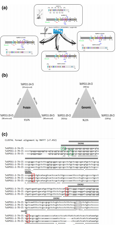 鑸舵潵璧忔瀽锝滀袱绡嘝J鏂囩珷瑙ｆ瀽TaSPO11-1鍜孴aSPO11-2鐨勮繘鍖栧強瀵瑰皬楹﹀噺鏁板垎瑁傞噸缁勭殑褰卞搷
