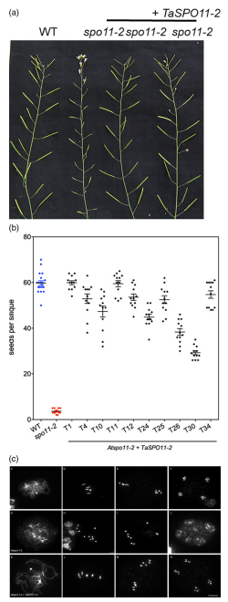 鑸舵潵璧忔瀽锝滀袱绡嘝J鏂囩珷瑙ｆ瀽TaSPO11-1鍜孴aSPO11-2鐨勮繘鍖栧強瀵瑰皬楹﹀噺鏁板垎瑁傞噸缁勭殑褰卞搷