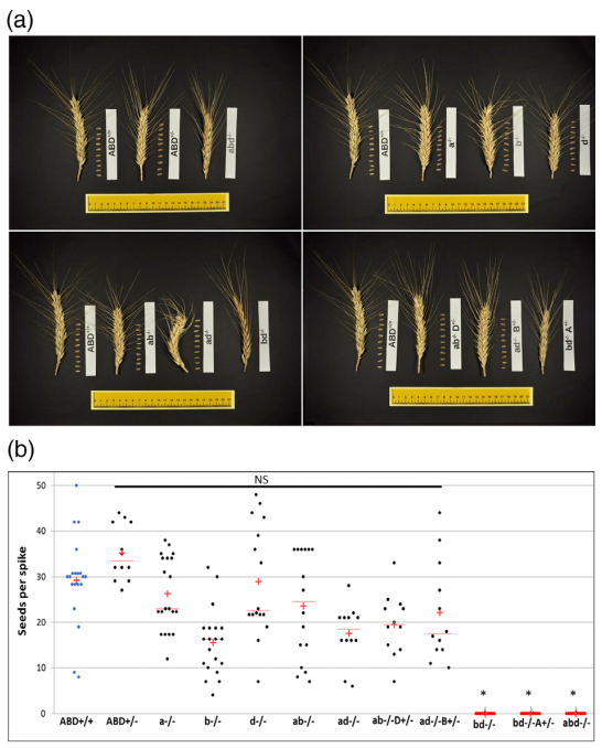 鑸舵潵璧忔瀽锝滀袱绡嘝J鏂囩珷瑙ｆ瀽TaSPO11-1鍜孴aSPO11-2鐨勮繘鍖栧強瀵瑰皬楹﹀噺鏁板垎瑁傞噸缁勭殑褰卞搷