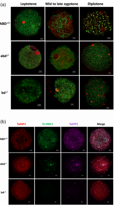 鑸舵潵璧忔瀽锝滀袱绡嘝J鏂囩珷瑙ｆ瀽TaSPO11-1鍜孴aSPO11-2鐨勮繘鍖栧強瀵瑰皬楹﹀噺鏁板垎瑁傞噸缁勭殑褰卞搷