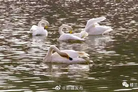 鹅！鹅！鹅！今年首批越冬天鹅飞抵库尔勒孔雀河图片