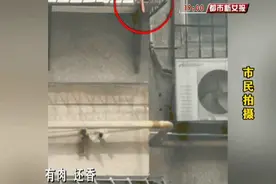 黄鼠狼往返六七趟爬四楼偷火腿肠！济南一小区这个飞贼惊呆市民图片